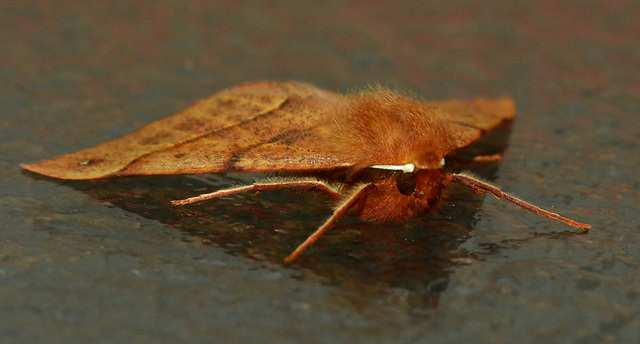 Moth. Possibly Feathered Thorn. Colotois pennara??