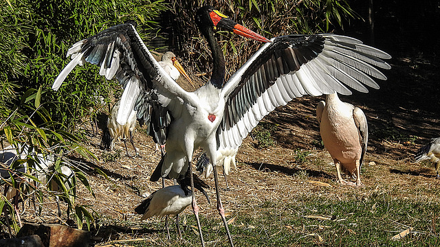 20181020 4269CPw [D~LIP] Sattelstorch (Ephippiorhynchus senegalensis), Nimmersatt (Mycteria ibis), Heiliger Ibis (Syrmaticus aethiopicus), Vogelpark, DT-Heiligenkirchen