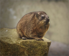 Rock hyrax portrait