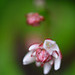 DSCF7092