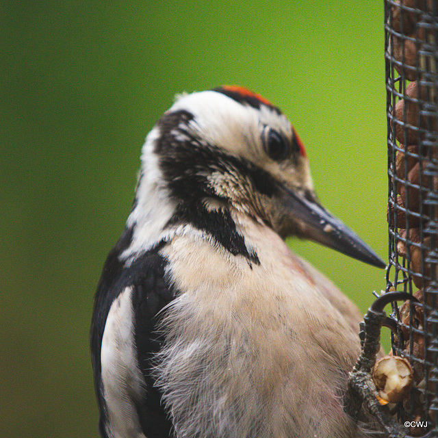 Head studies - Greater Spotted Woodpecker