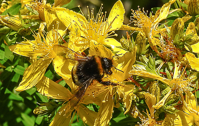 20200623 9026CPw [D~LIP] Erdhummel, Johanniskraut (Hypericum perforatum), Bad Salzuflen