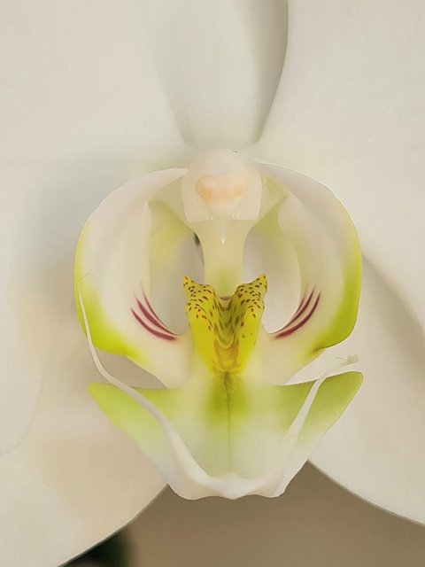 White moth orchid ageing