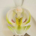 White moth orchid ageing