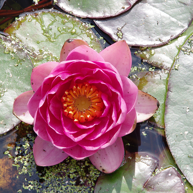 Water-lily