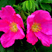 DSCF7240