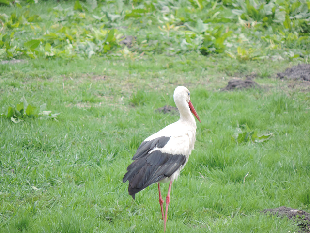 Storch auf Futtersuche /2