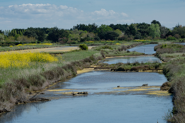 Marais du Douhet - 2016-04-27_D4_DSC6825