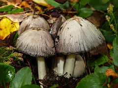 Happy find at Bunchberry Meadows Conservation Area