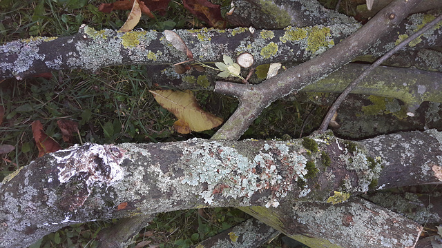 Remains of  tree