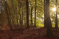 Wykeham Forest Pathway in Autumn, North Yorkshire