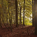 Wykeham Forest Pathway in Autumn, North Yorkshire
