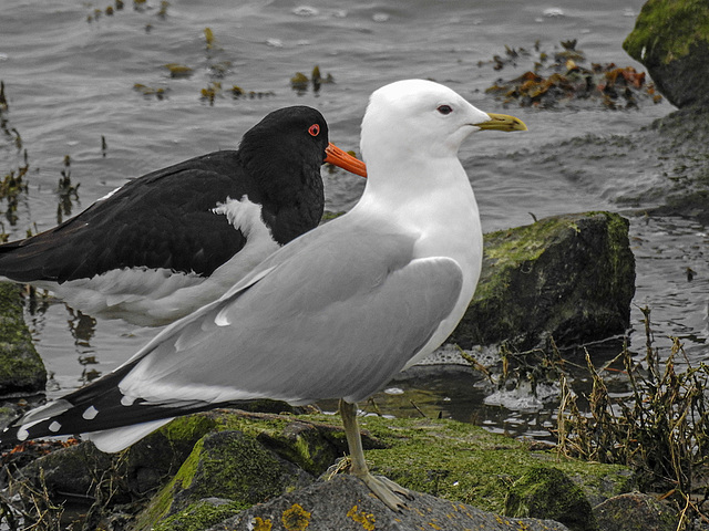 20180404 3525CPw [D~AUR] Austernfischer, Sturmmöwe,  Norderney