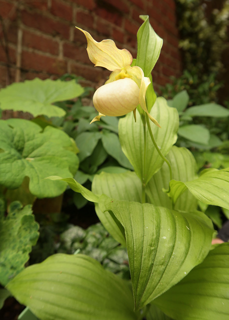 Cypripedium parviflorum