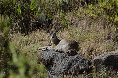 Ethiopia, Simien Mountains, Deer in the Forest