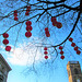 Chinese Lanterns, St. Anne's Square, Manchester.