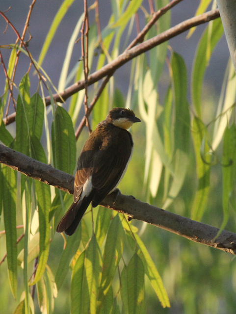 Yellow-throated Bulbul