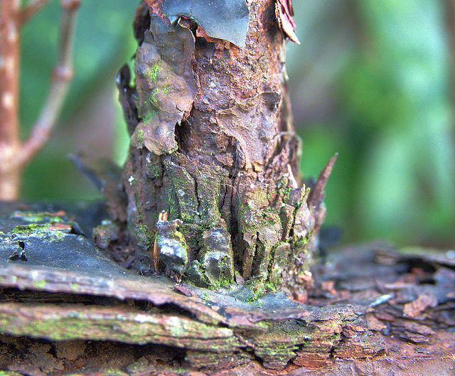 Rusty Railings