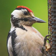 Head studies - Greater Spotted Woodpecker