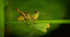 Der Grashüpfer (Gomphocerinae) war wieder mal richtig neugierig :))  The grasshopper (Gomphocerinae) was really curious again :))  La sauterelle (Gompphocerinae) était encore une fois vraiment curieuse :))