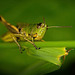 Der Grashüpfer (Gomphocerinae) war wieder mal richtig neugierig :))  The grasshopper (Gomphocerinae) was really curious again :))  La sauterelle (Gompphocerinae) était encore une fois vraiment curieuse :))