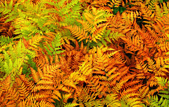 Autumn Ferns