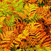 Autumn Ferns