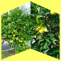 Promiscuous lemon tree