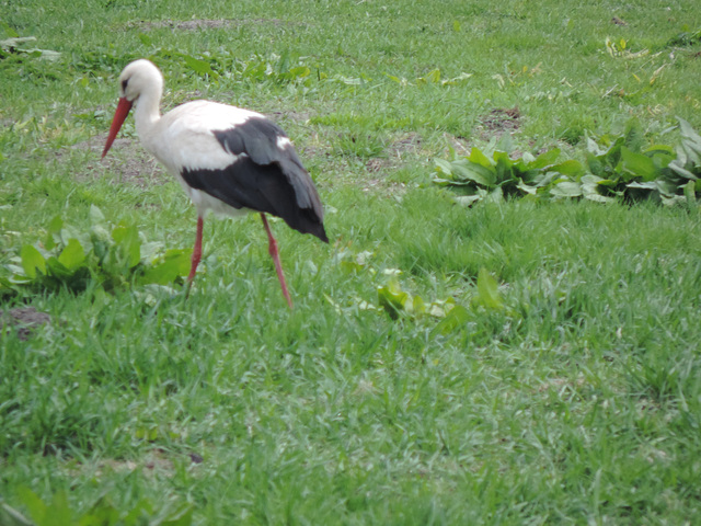 Storch auf Futtersuche /3