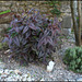 Persicaria microphylla 'Red Dragon'