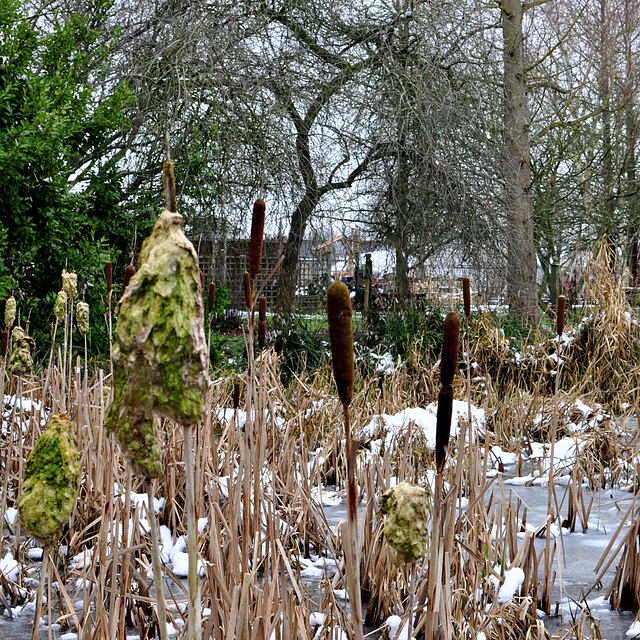 Frozen Pond