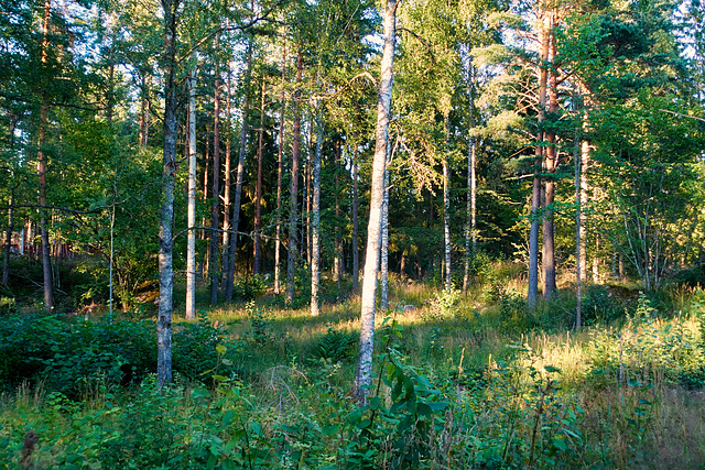 wald-01137-co-22-07-16 JPG