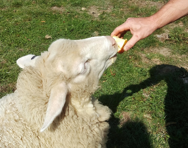 Haggis' last apple treats