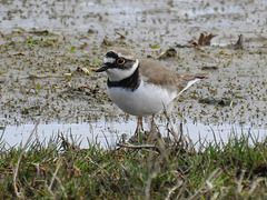 20170406 0130CPw [D~MS] Flußregenpfeifer (Charadrius dubius), Rieselfelder, Münster