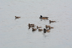 Argentino Lake, Duck Family