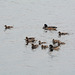 Argentino Lake, Duck Family