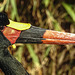 20181020 4272CPw [D~LIP] Sattelstorch, Vogelpark, DT-Heiligenkirchen