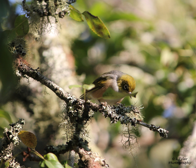 White-eye/Waxeye/Silvereye