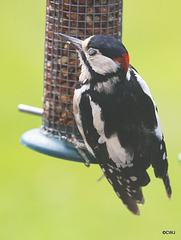 Young woodpecker - note protective eyelid shut!