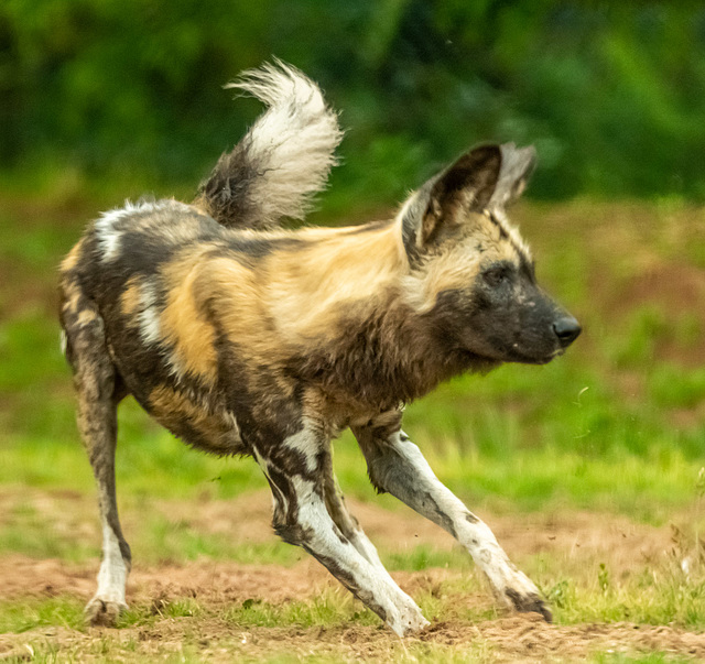 African painted dog