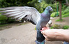 Pigeon