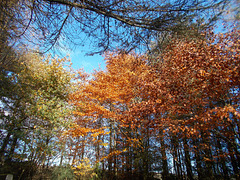SoA[25] - backgarden Beech [Explored]