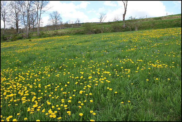 Prairie Pissenlits et Myosotis (2)