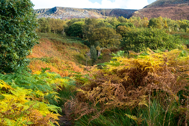 Wildboar Clough