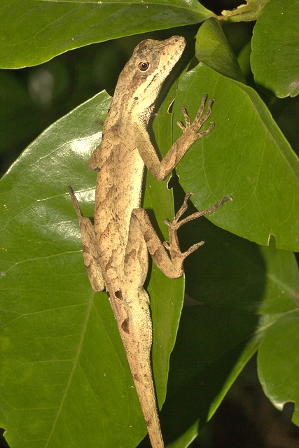 IMG 9279lizard