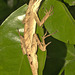 IMG 9279lizard