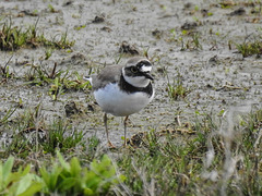 20170406 0132CPw [D~MS] Flußregenpfeifer (Charadrius dubius), Rieselfelder, Münster