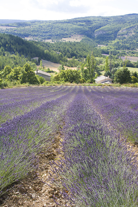 La lavande... encoooore