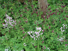 Geranium phaeum and pinkbells