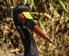 20181020 4273CPw [D~LIP] Sattelstorch, Vogelpark, DT-Heiligenkirchen